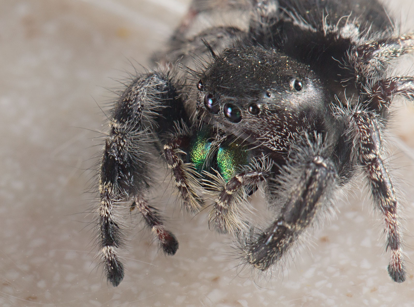 Phidippus audax