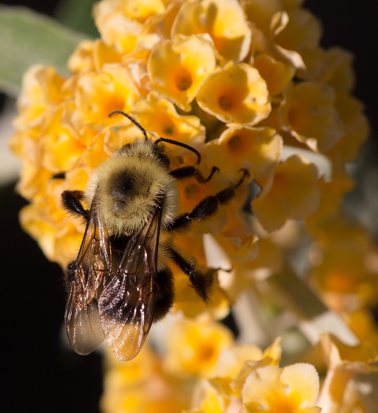 Xylocopa virginica