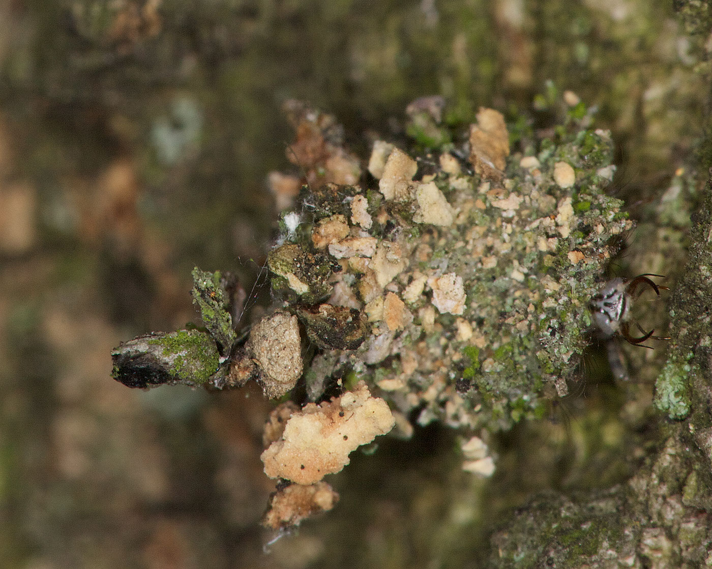 lacewing larva