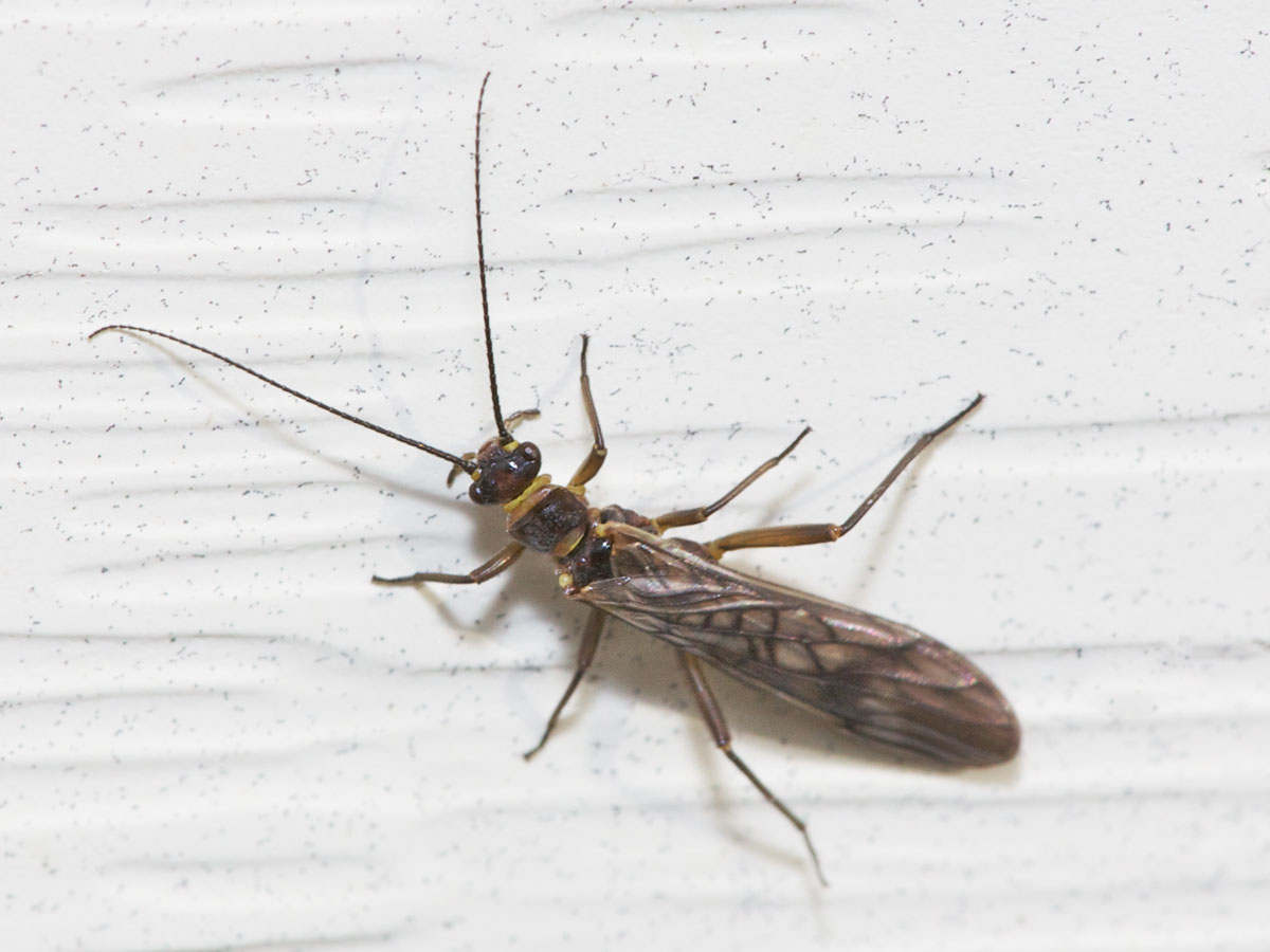 earlybrownstonefly