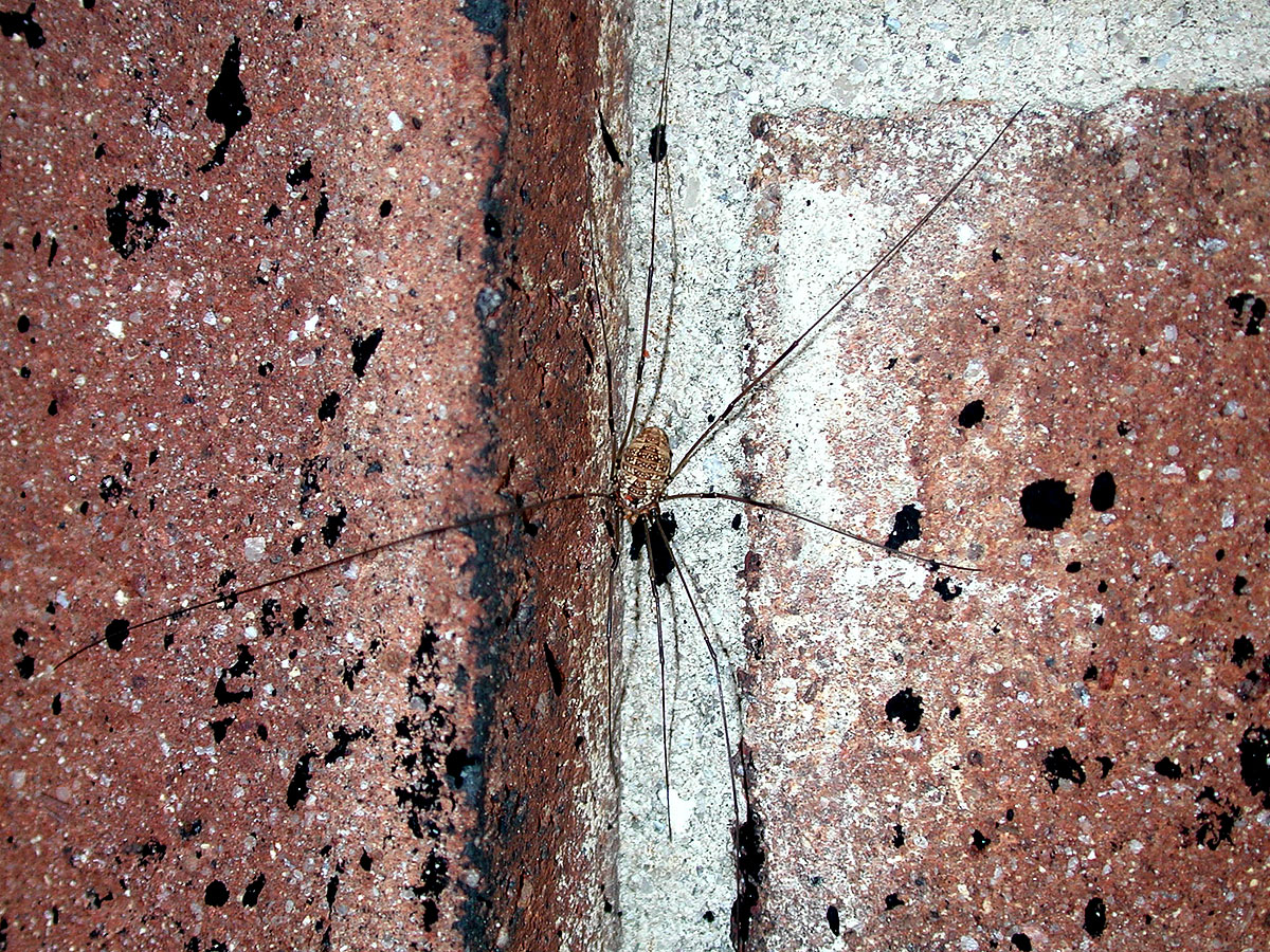 harvestman