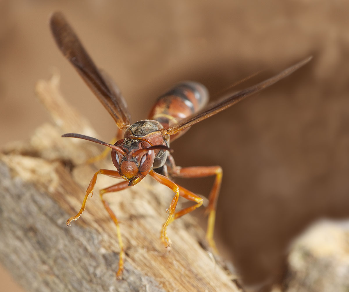 paperwasp