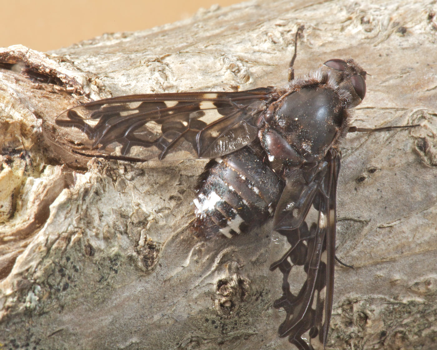tiger-bee fly