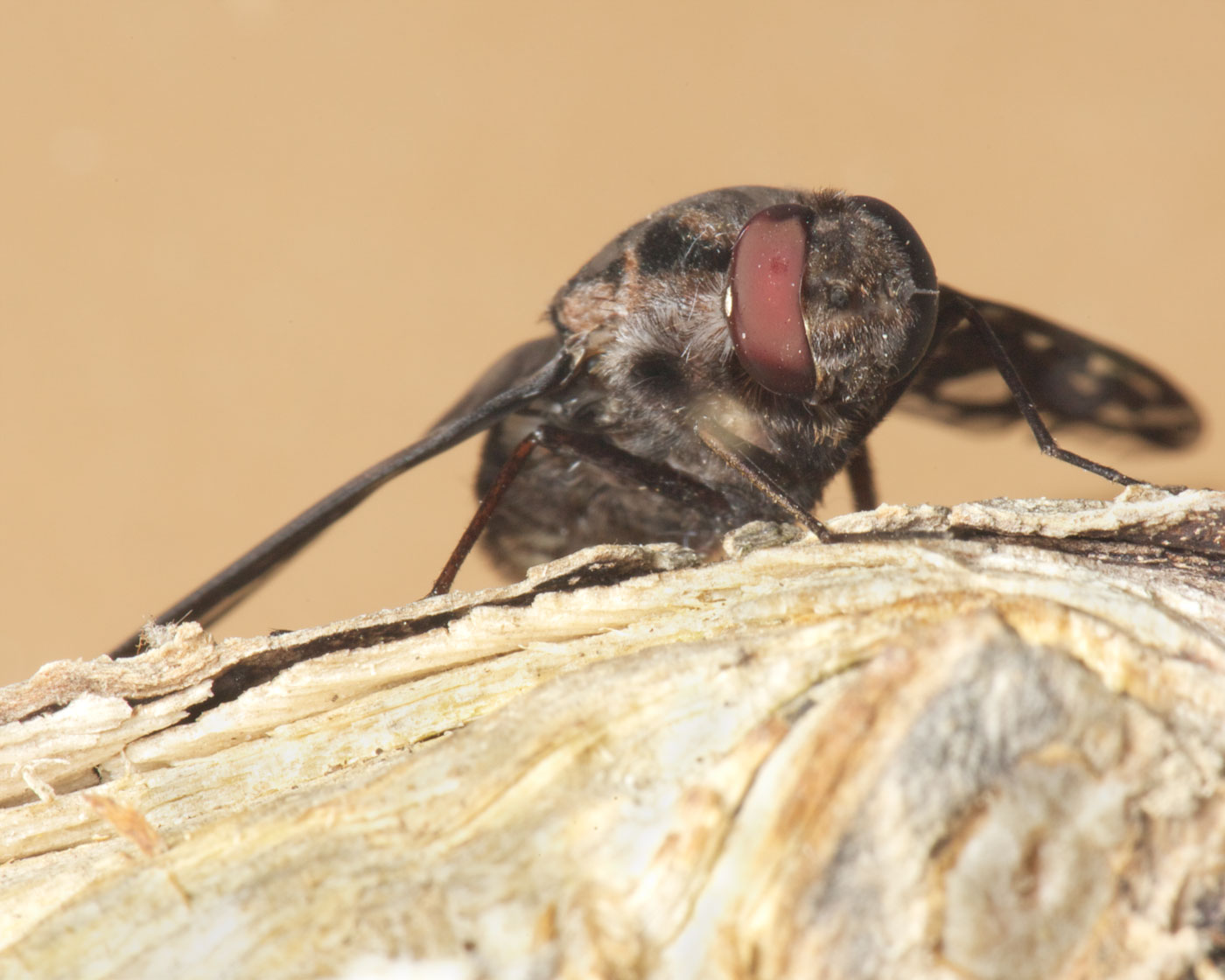 tiger-bee fly