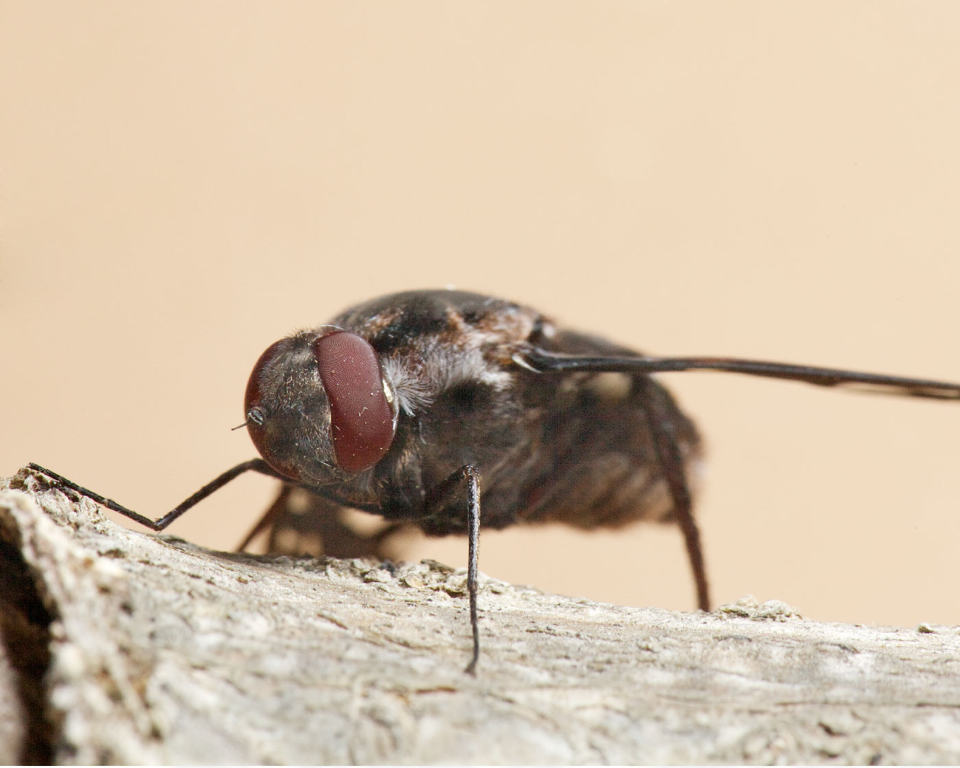 tiger-bee fly