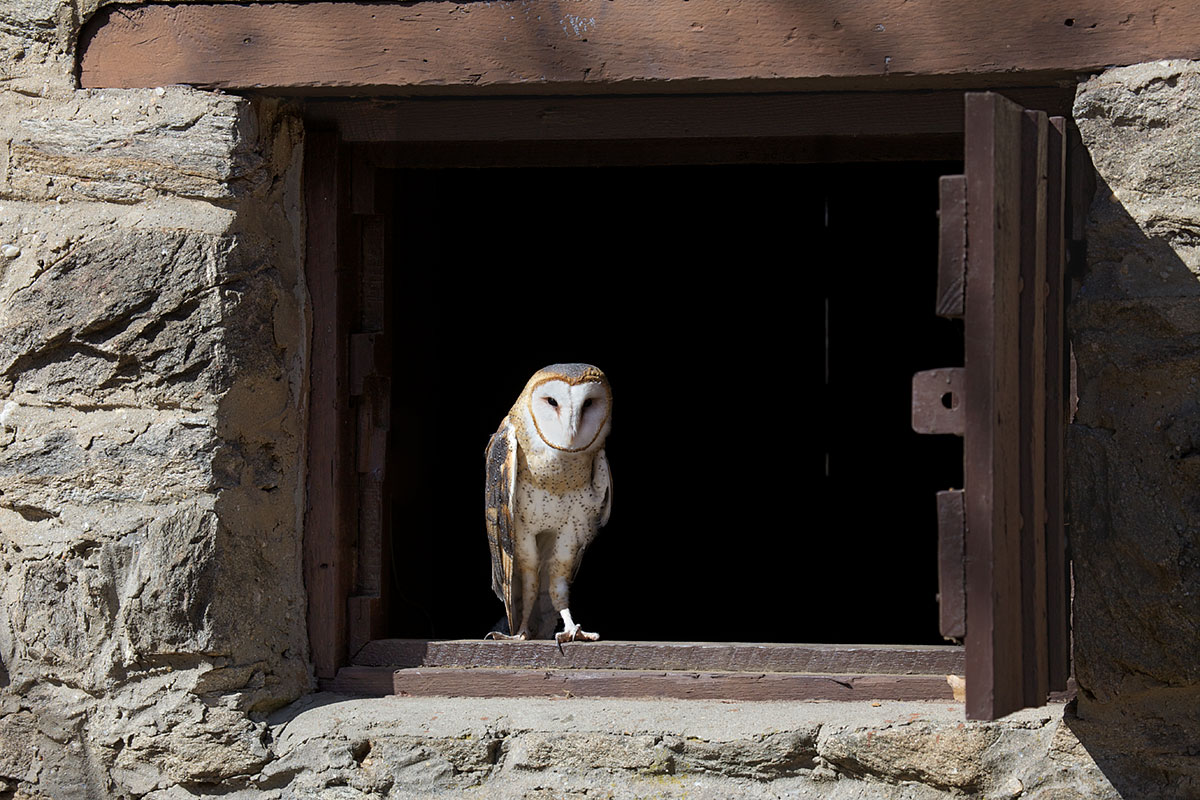 barnowl