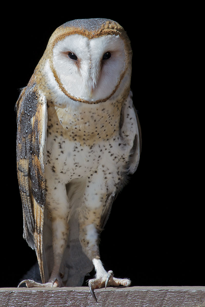 barnowl