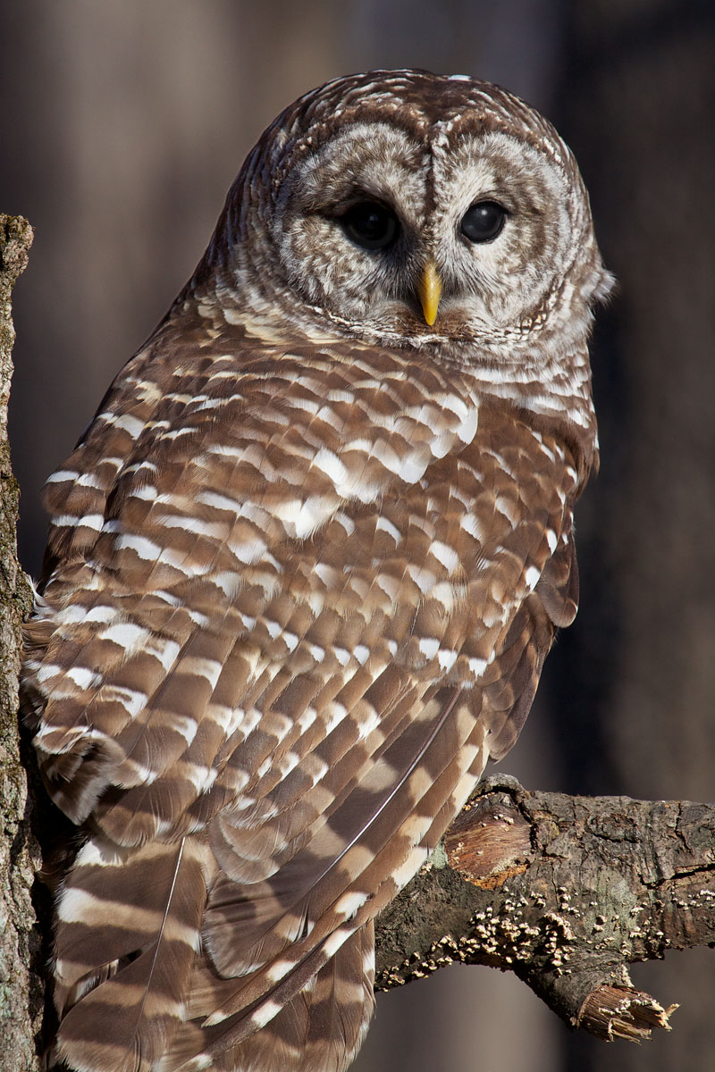 barred owl