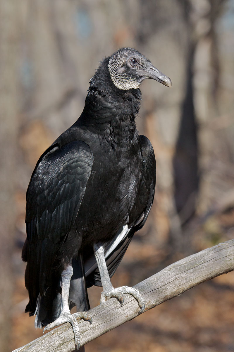 black vulture