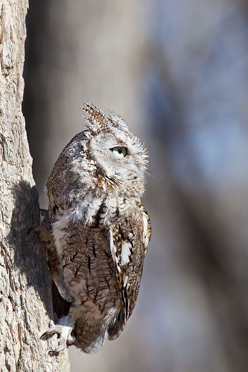 easternscreechowl