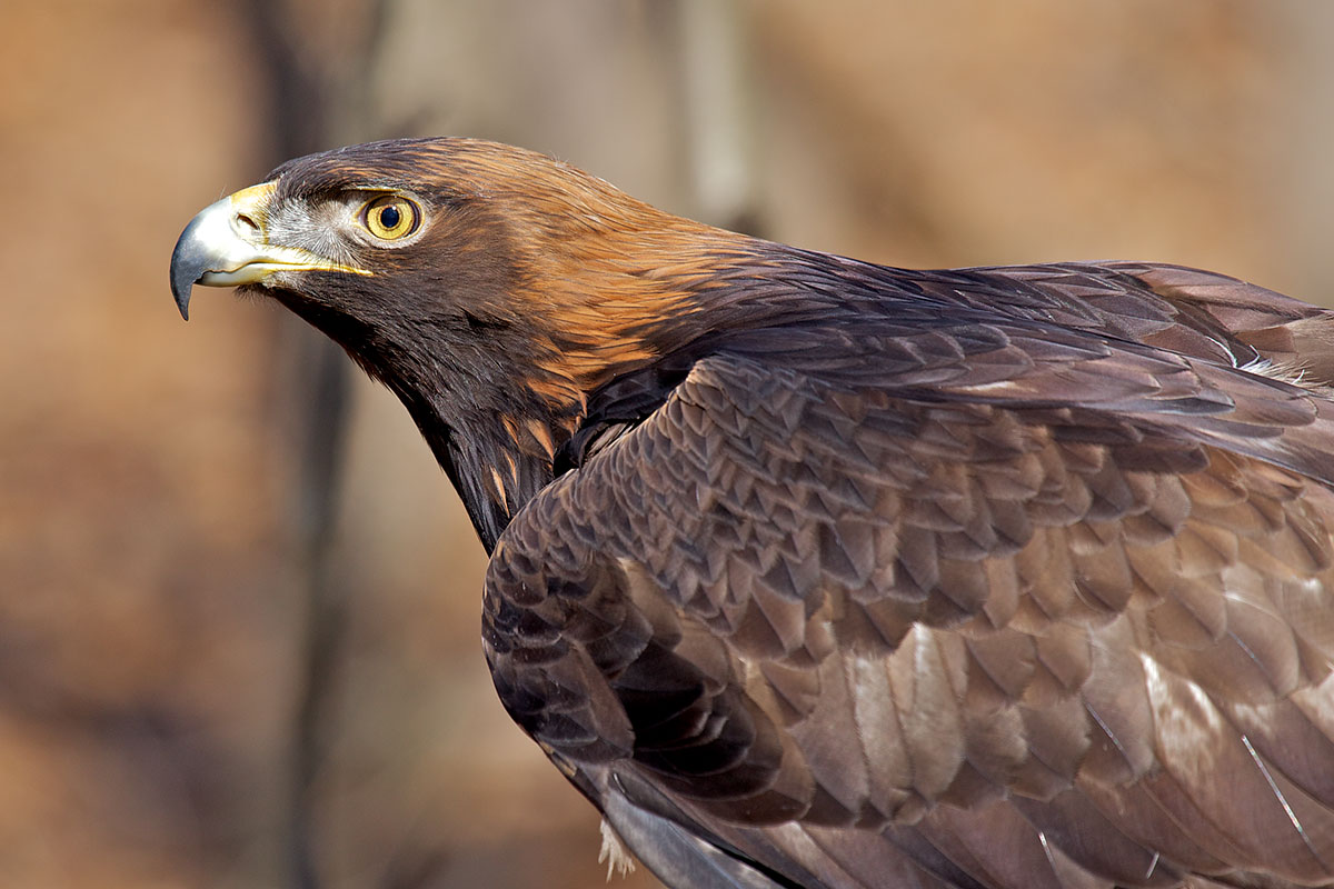 golden eagle