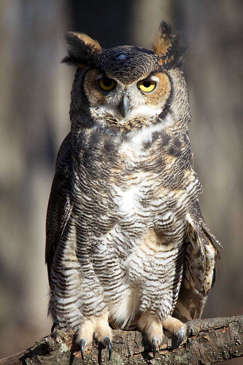 greathornedowl