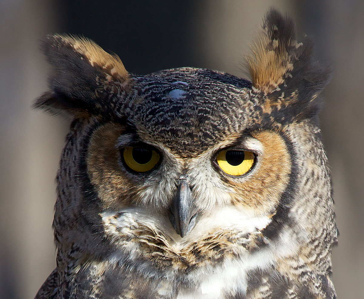 greathornedowl