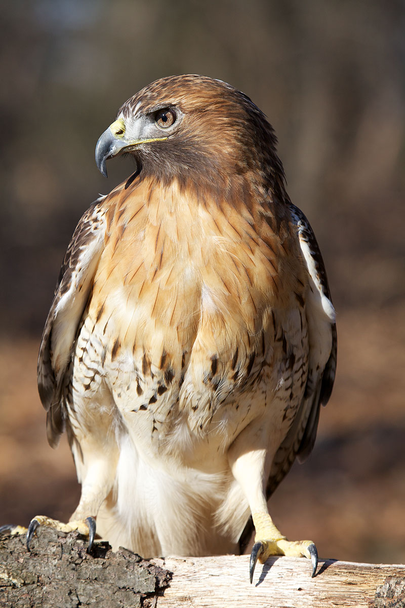 redtailedhawk