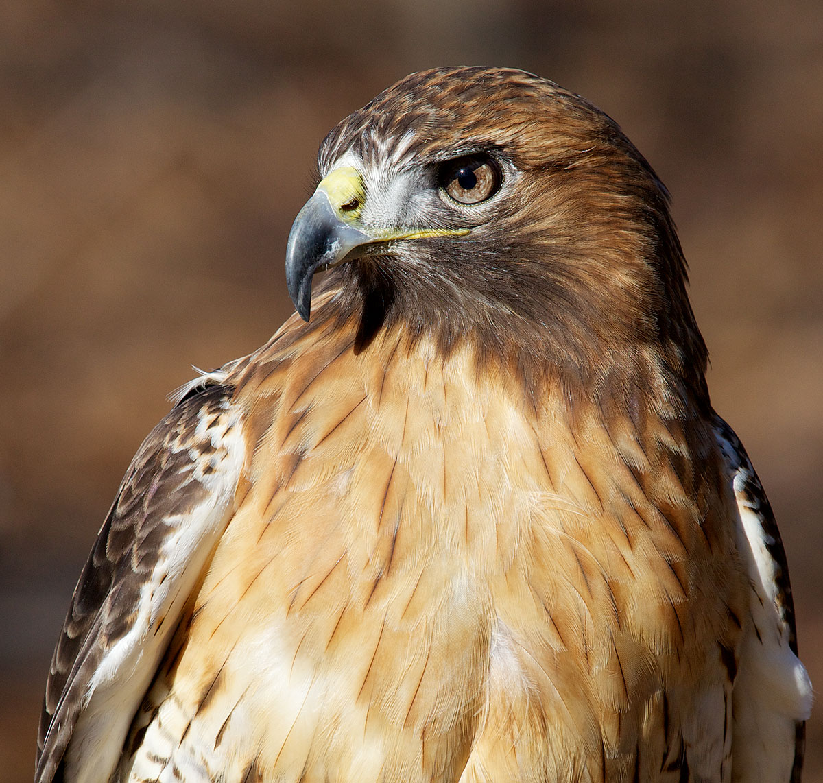 redtailedhawk