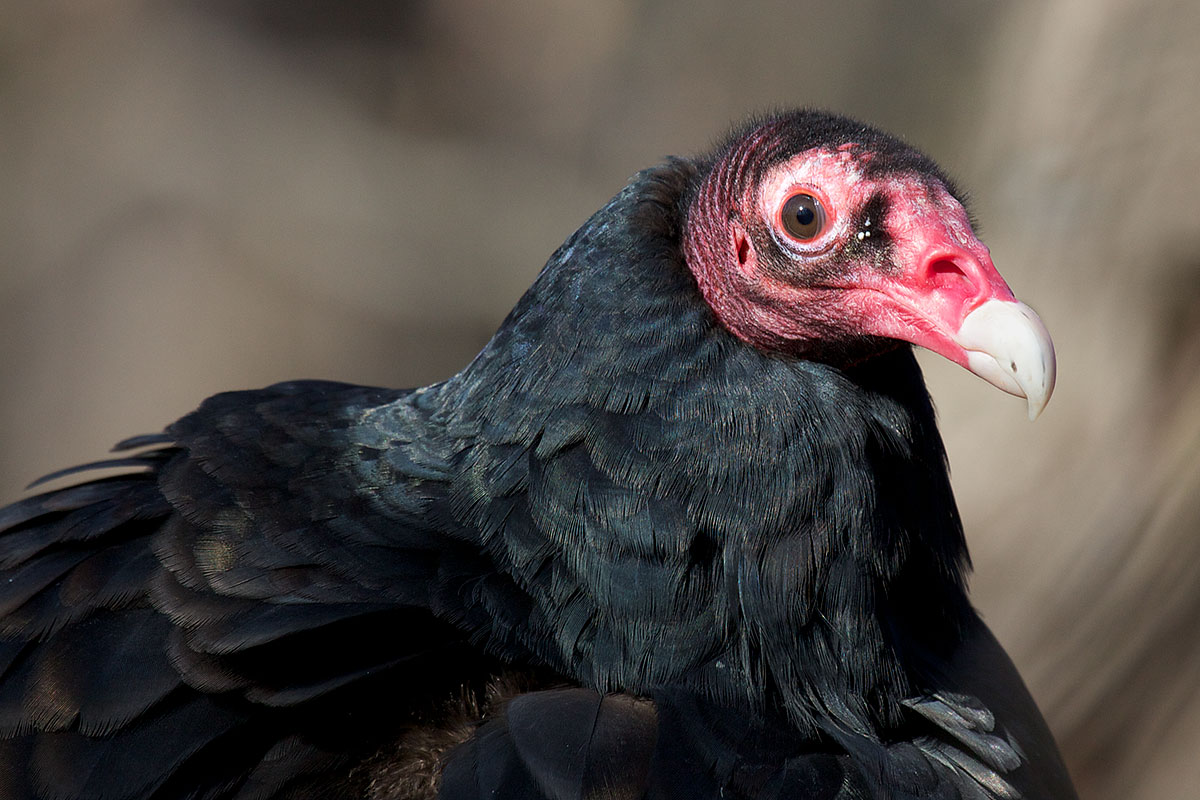 turkeybuzzard